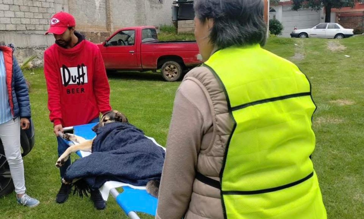 ¿A pesar del rechazo oficial, así avanzan las jornadas de esterilización en El Oro para salvar vidas animales