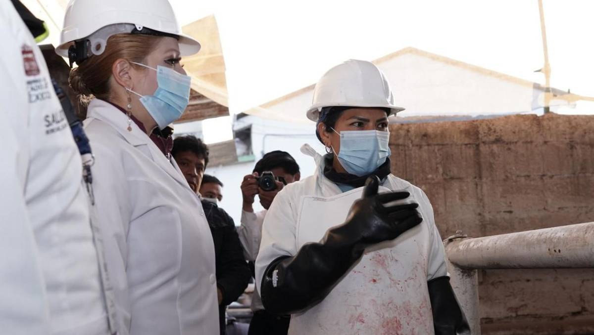 ¿Alerta en Edomex por Gusano Barrenador? Revisión Exhaustiva en Rastros y Medidas Preventivas