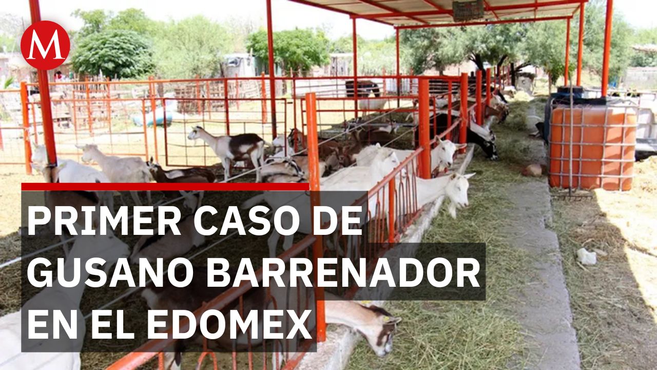 ¡Alerta en el Estado de México! Confirman el primer caso de gusano barrenador en una cabra