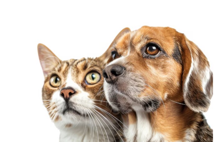 Ancón realizará campaña veterinaria gratuita el miércoles 18 de febrero para atender a perros y gatos