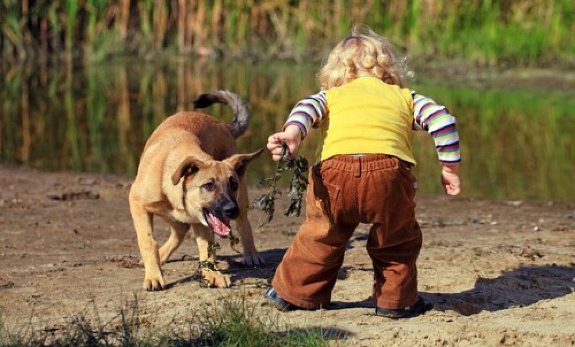 Aumenta la demanda de control canino tras ataque en Huehuetoca