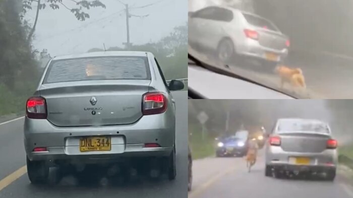 Autoridades investigan presunto caso de abandono de perro que persiguió un vehículo en Santander