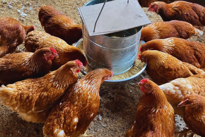 Avinal enfrenta proceso de desacato por molestias ambientales en El Carmen de Viboral