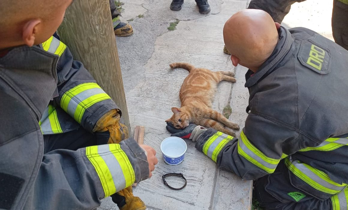 Bomberos de Toluca rescatan a gato inconsciente tras incendio en vivienda de Capultitlán