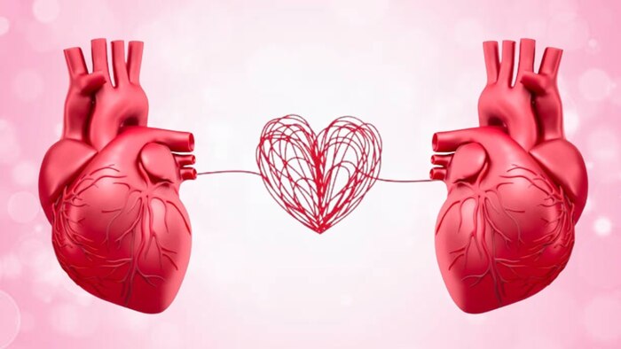 Cómo funciona el amor: una visión desde la biología, la neurología y la sociedad