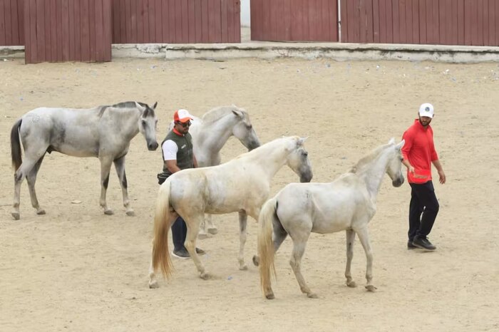 Cartagena adopta 39 caballos cocheros tras reemplazo por vehículos eléctricos