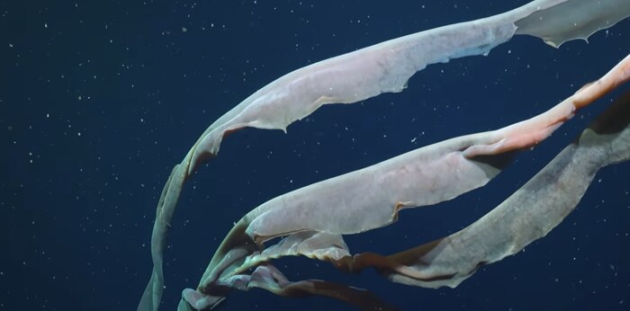 Científicos del CONICET registran medusa gigante en el Mar Argentino con dimensiones de autobús escolar