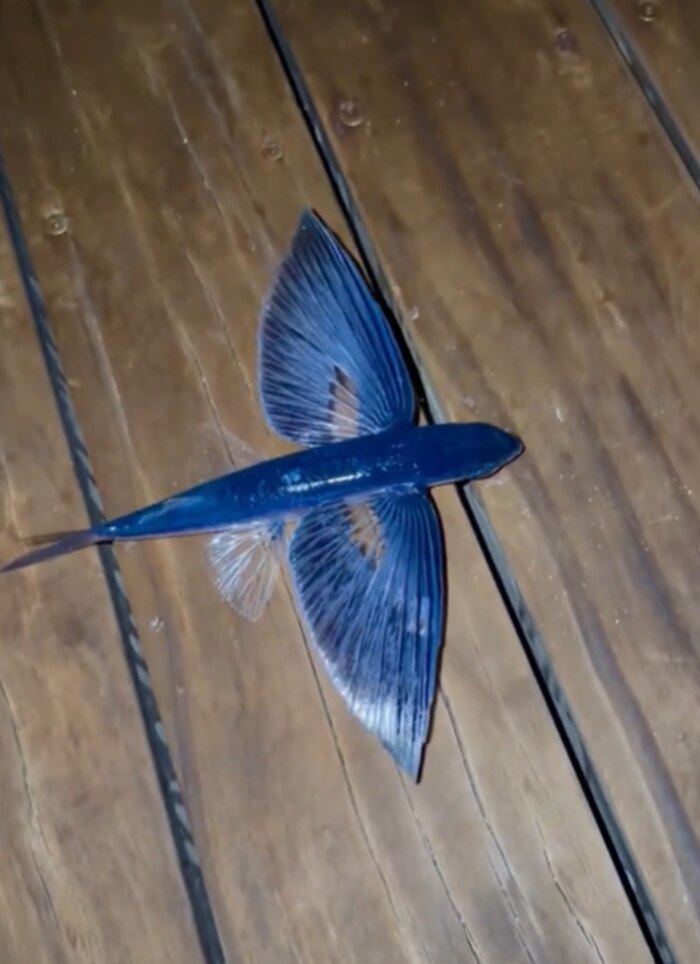 Craig David intenta devolver un pez volador en Maldivas y su acción se vuelve viral por final inesperado