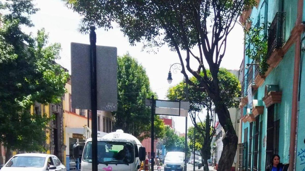 ¡Descubre cómo Toluca está transformando sus árboles en una galería digital inédita!