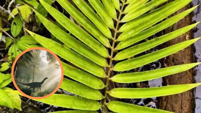 Descubren en Loreto una planta fósil que sobrevive en suelos inundados sin oxígeno y data de la era de los dinosaurios