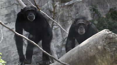 Descubren que los chimpancés consumen alcohol diariamente al comer frutas fermentadas