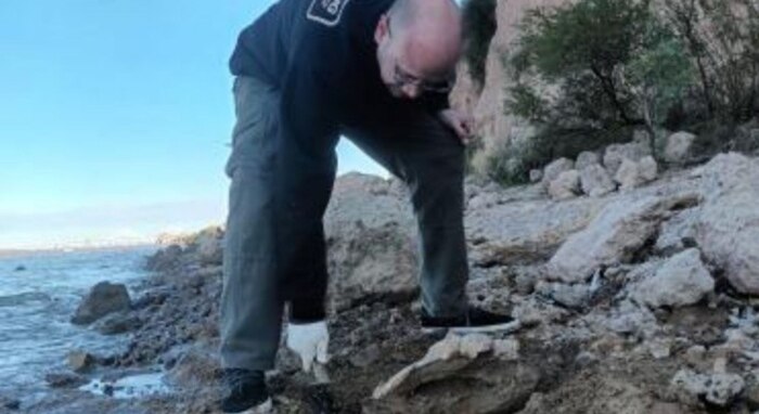 Descubren restos fósiles de una megafauna extinta en Santa Fe con más de 10,000 años de antigüedad