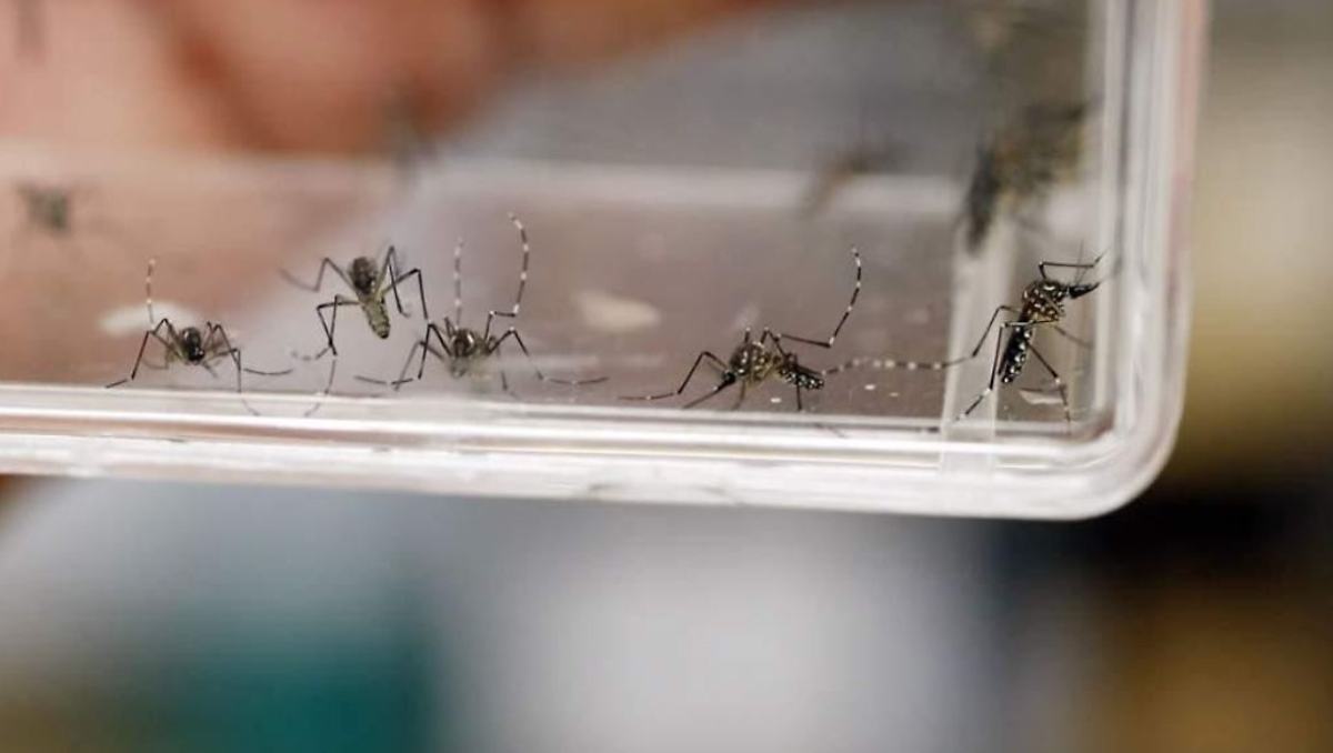 ¡Edomex rompe récords! 28 años sin paludismo y el camino a la certificación internacional