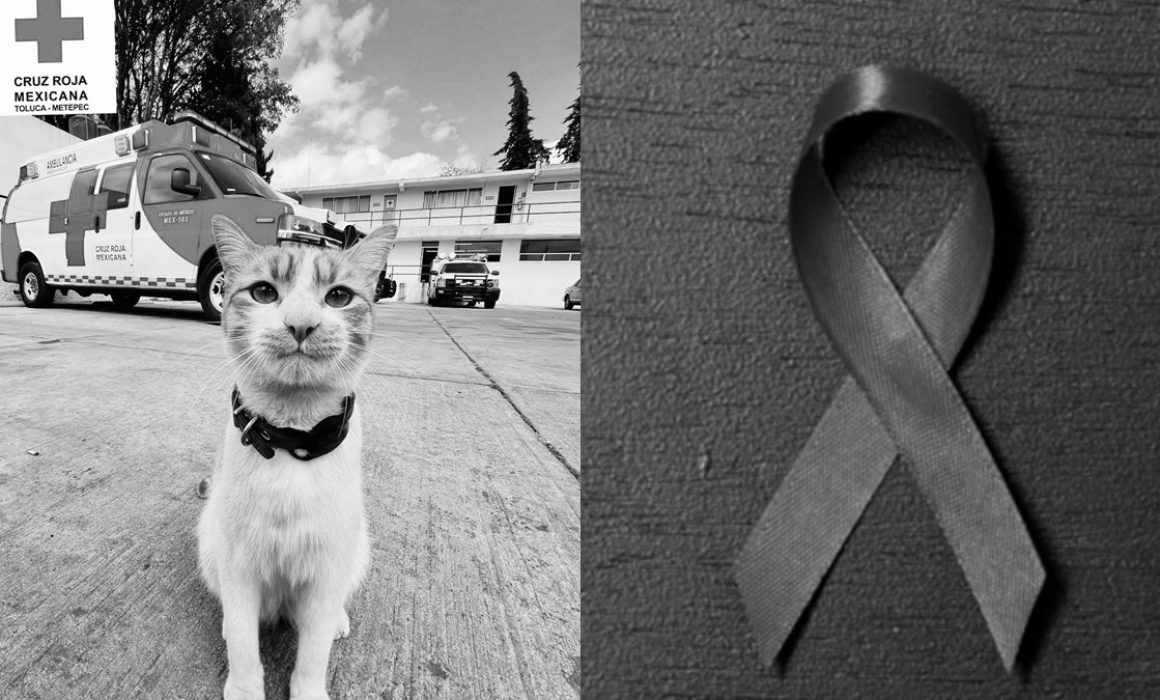 ¿El fin de un héroe callejero? La trágica muerte de Cruzberto, el gato voluntario de Toluca
