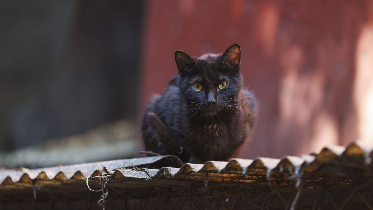 ¿El gato de la suerte que revolucionó el vino alemán? Descubre la historia de Zell y su gata negra