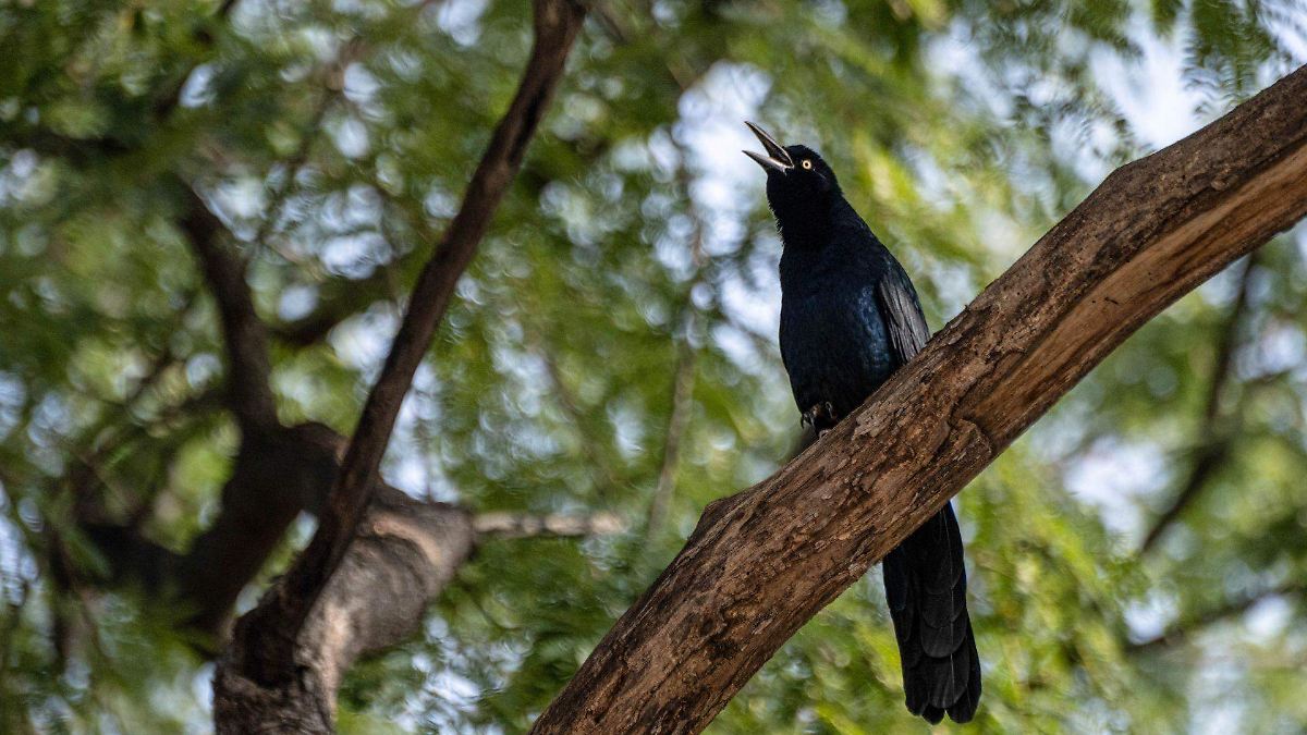 ¿Eres amante de las aves? Los mejores lugares y momentos en CDMX para disfrutar del pajareo