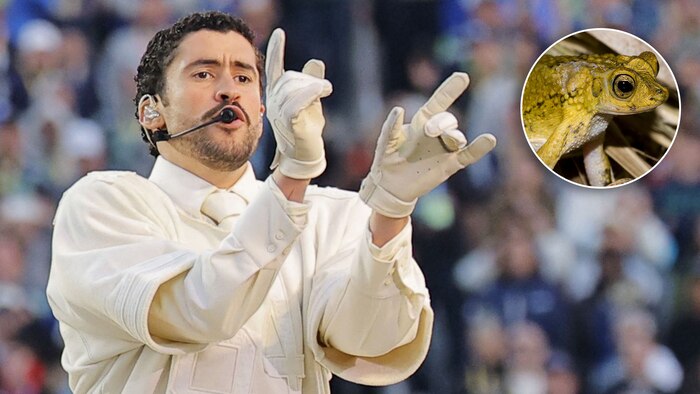 Especies de anfibios en peligro en América: el caso del sapo concho, rana de Darwin y rana de Valcheta