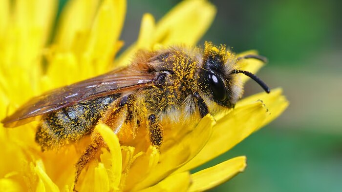 Estudio revela que los neurotransmisores en abejas ayudan a comprender el aprendizaje humano