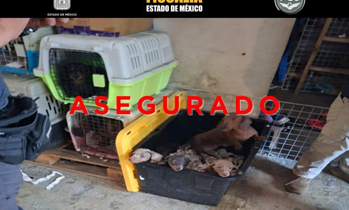 FGJEM rescata a 102 animales en Tultepec en investigación por maltrato animal