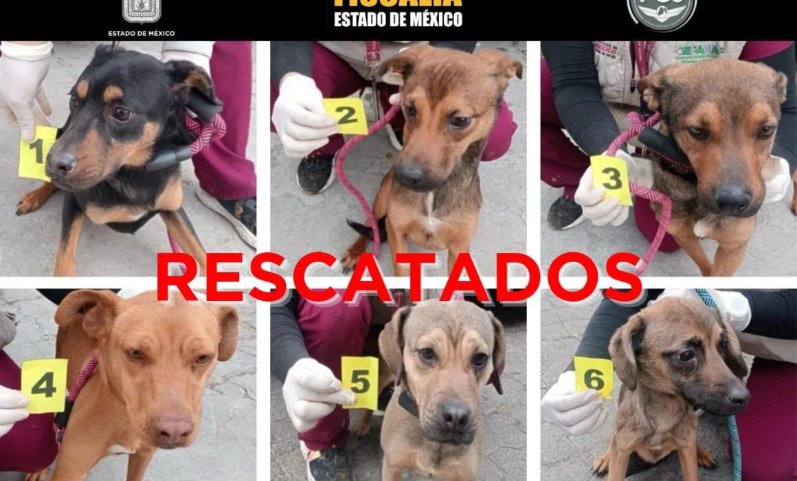 FGJEM y CEPANAF aseguran seis perros víctimas de maltrato en Ixtapaluca