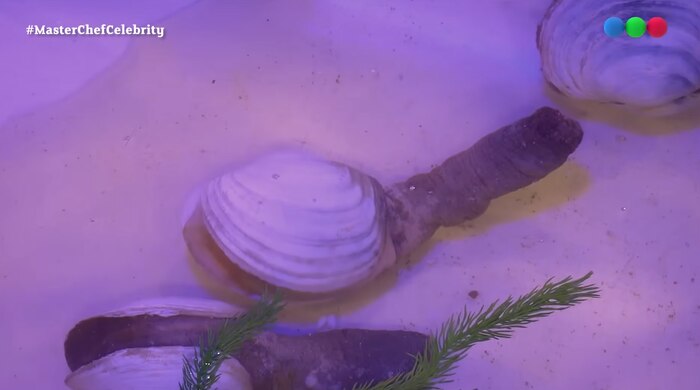 Famosos de MasterChef Celebrity enfrentan reto extremo con la panopea, generando impacto en la competencia