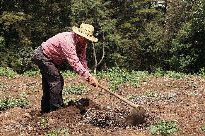 Guatemala recomienda a agricultores y ganaderos reforzar medidas ante bajas temperaturas y vientos intensos