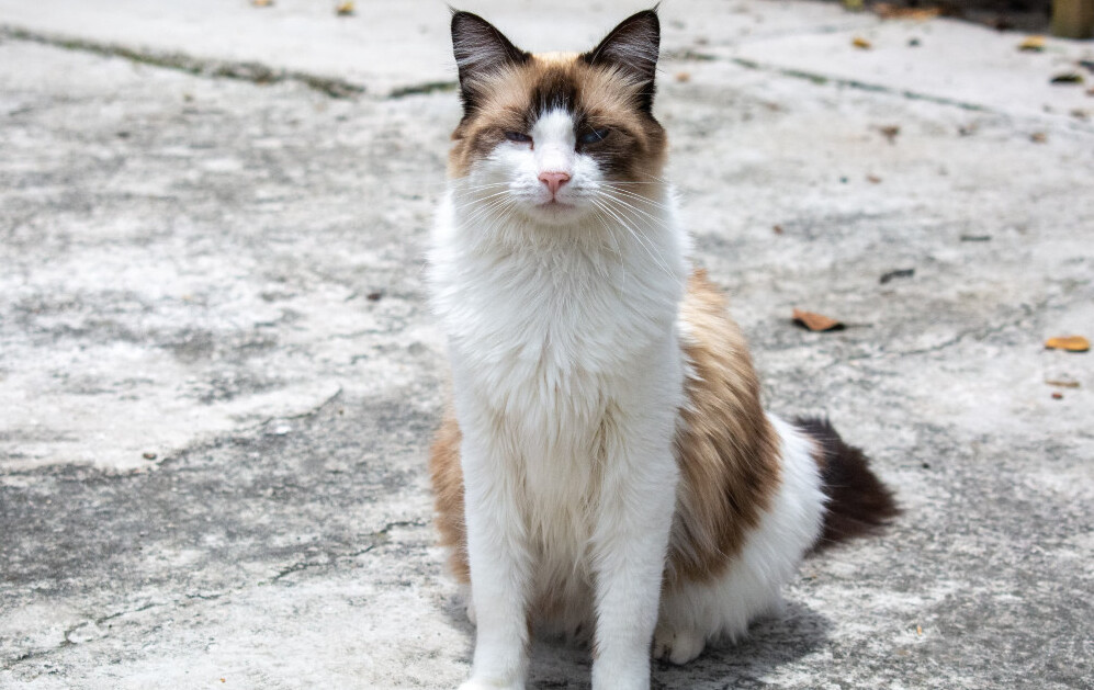 ¿Hasta dónde llega la crueldad? Un gato asesinado en Ecatepec desata indignación y llamados a la justicia