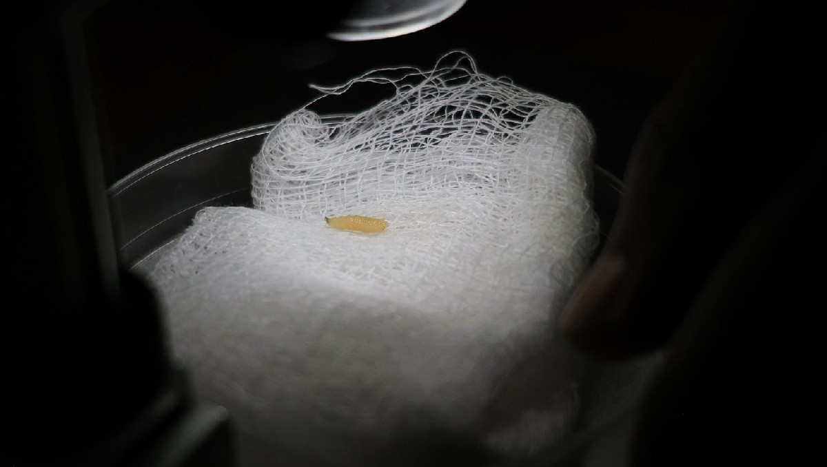 ¿Hay riesgo real de gusano barrenador en personas en Edomex? La verdad revelada