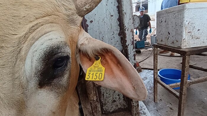 Implementan protocolos sanitarios en Michoacán tras detectar 10 casos de gusano barrenador en ganado