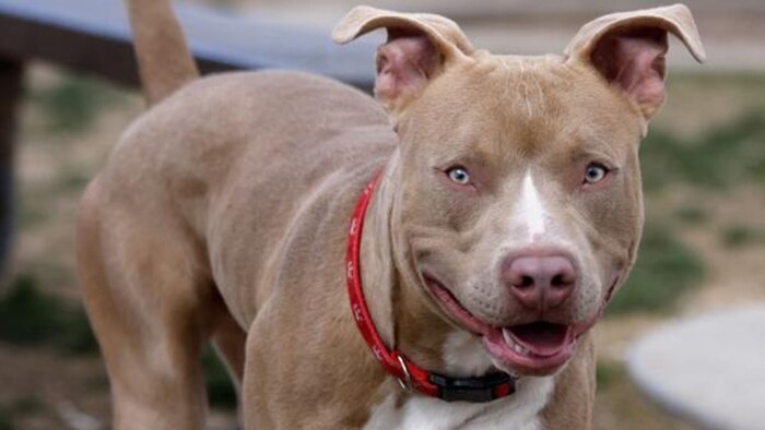 Imputan a dos hermanos en El Bolsón por matar a un perro pitbull y agredir a un vecino