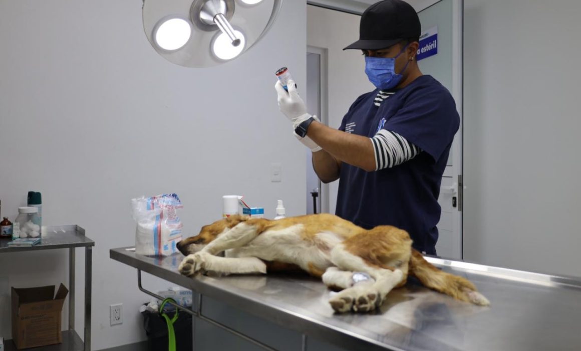 ¡Increíble! Cómo Huixquilucan ofrece más de 880 servicios veterinarios gratuitos en 2025