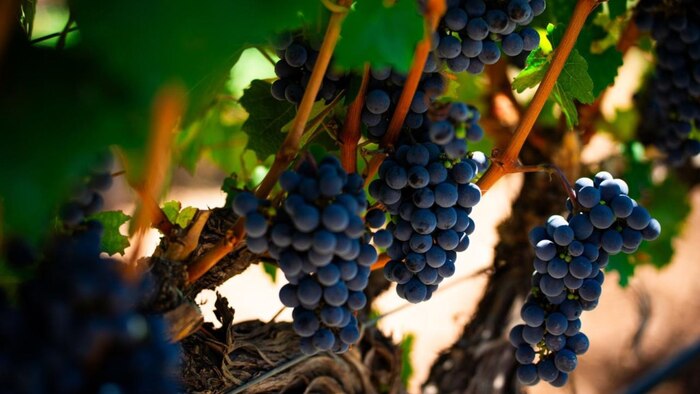 Industria vitivinícola argentina propone plan estratégico para enfrentar crisis y fortalecer el sector