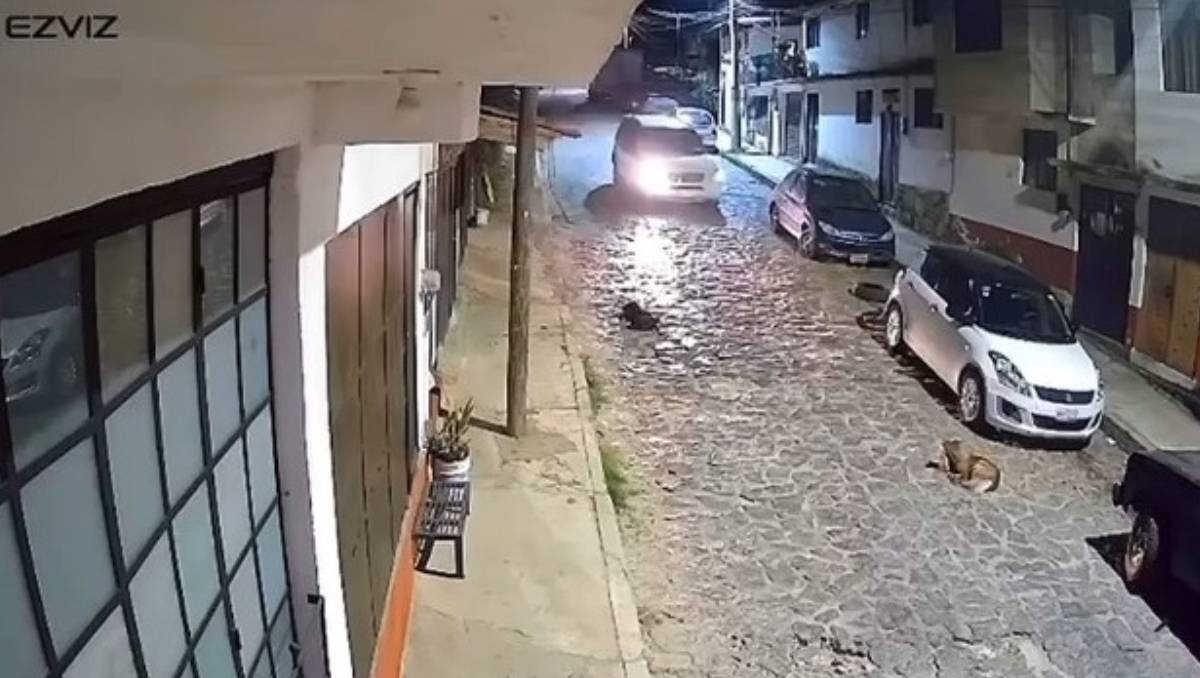 ¿Justicia para Maya? La trágica historia de la perrita atropellada en Valle de Bravo que moviliza a la comunidad