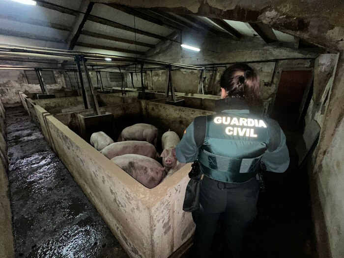 La Guardia Civil rescata a 400 animales de una granja por inundación en Aldea Real, Segovia, por intensas lluvias