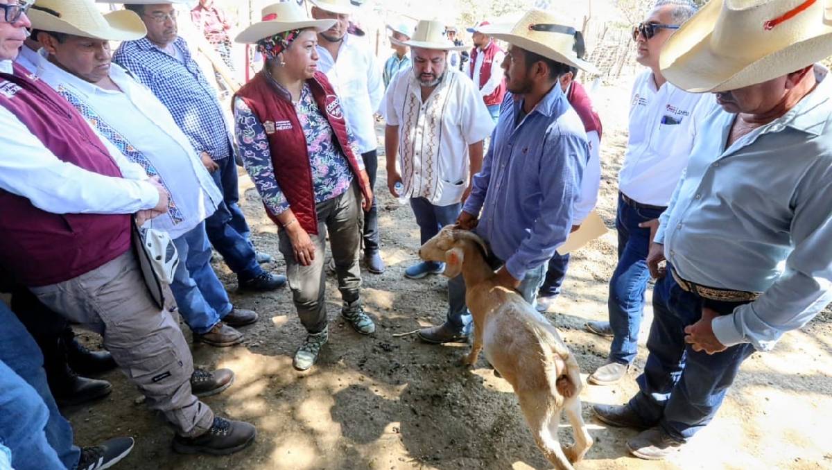 ¿La amenaza del gusano barrenador en el Edomex sigue en aumento? Esto debes saber