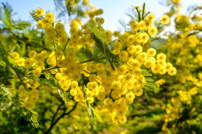 La floración de la mimosa, especie invasora que impacta la biodiversidad y aumenta el riesgo de incendios en España