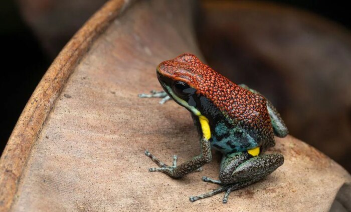 La rana ecuatoriana Epipedobates anthonyi, vinculada a la toxina en la muerte de Navalny, revela importancia científica y polémica internacional