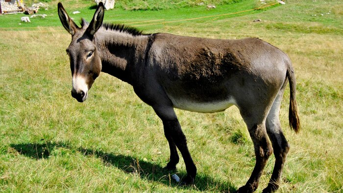 Ladrón roba joyería en Kayseri, huye en burro y se arrepiente, siendo detenido poco después