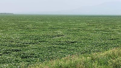 Lirio acuático en la Laguna de Zumpango: amenaza o beneficios para el ecosistema?