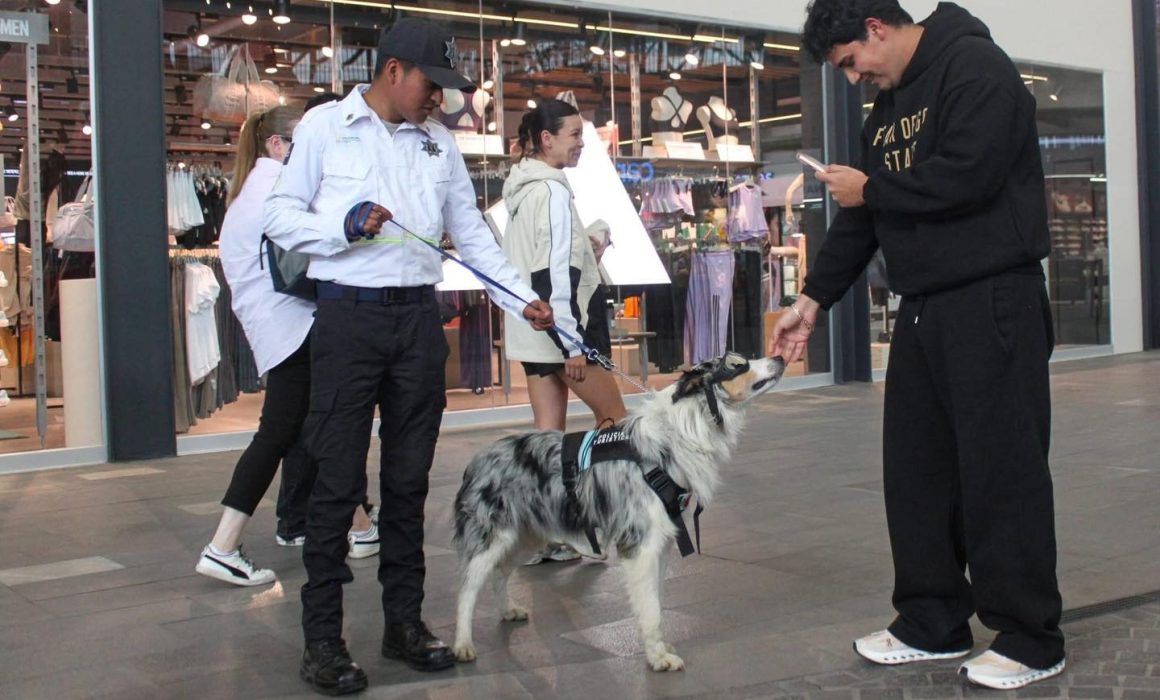 Metepec refuerza seguridad con vigilancia canina en plazas públicas