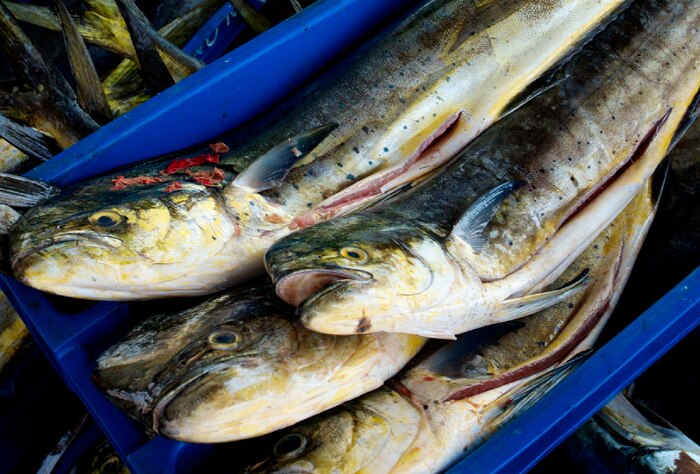 PRODUCE extiende formalización de embarcaciones pesqueras artesanales de pota y perico hasta 2026, advierten expertos sobre riesgos para recursos hidrobiológicos