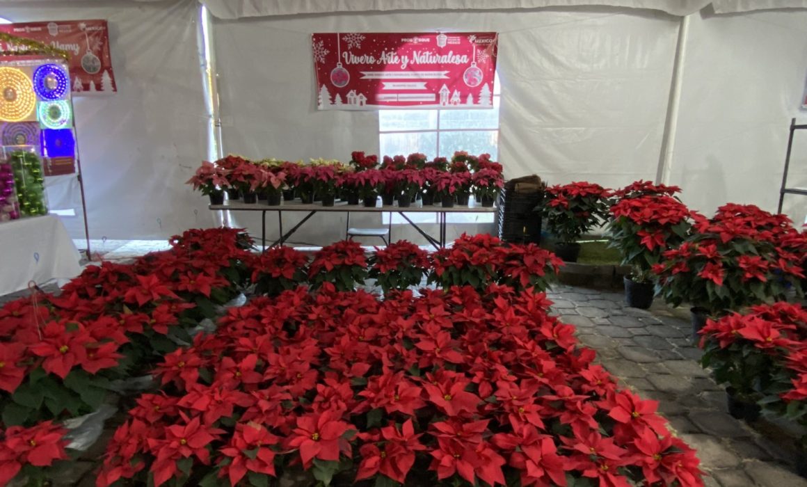 ¿Por qué la venta de Nochebuena está sorprendiendo esta temporada? La respuesta te dejará sin aliento