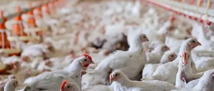 Producción avícola en República Dominicana se recupera y apunta a estabilidad del mercado