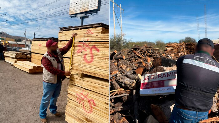 Profepa clausura 25 predios y aseguran madera ilegal en operativo conjunto en 28 estados de México
