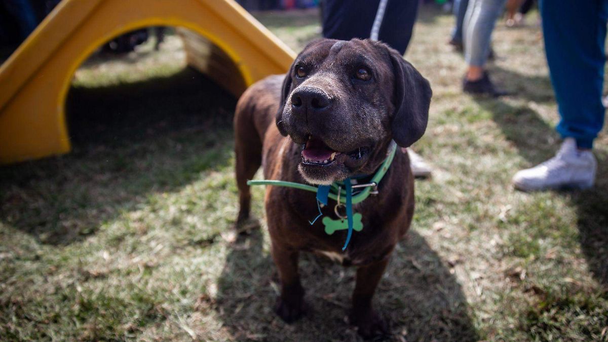 ¿Puede Vetmedin revolucionar el cuidado de tu perro? La primera aprobación de la FDA para retrasar la insuficiencia cardíaca