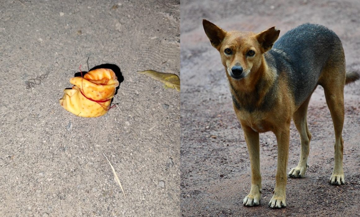 ¿Qué hay detrás del envenenamiento de perros en Texcoco? La comunidad en alerta por un peligro oculto