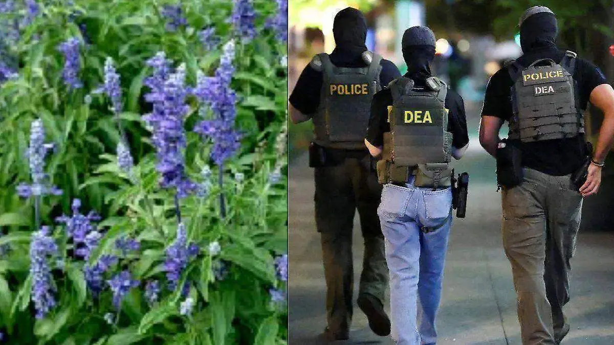 ¿Qué secretos esconde la Salvia divinorum? La planta que causa revuelo en Oaxaca y alerta a la DEA