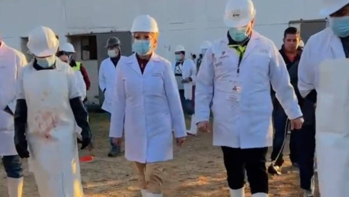 ¿Qué tan peligroso es el gusano barrenador en Edomex? La verdad que debes conocer y cómo protegerte