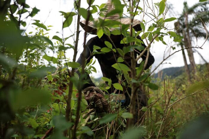 Representantes indígenas exigen a Satena revocar la prohibición del transporte de mambe y derivados de la hoja de coca en Colombia