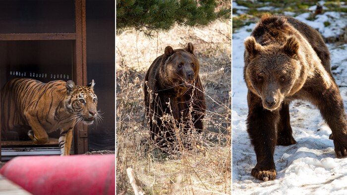 Rescatan a Gordo, Florencia y Flora del zoológico de Luján y los trasladan a santuarios en Europa para su recuperación